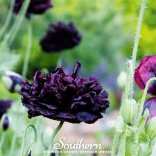 Image result for Papaver somniferum Black