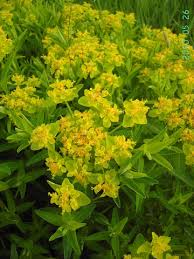 Attēlu rezultāti vaicājumam “Euphorbia palustris flower”