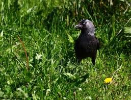 Attēlu rezultāti vaicājumam “Corvus monedula adult”