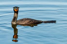 Image result for Phalacrocorax auritus
