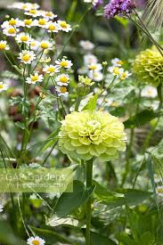 Image result for Tanacetum parthenium 'Tetraweiss'