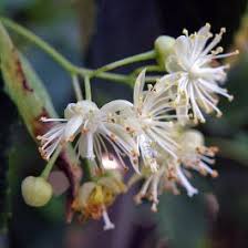 Attēlu rezultāti vaicājumam “Tilia cordata flower”