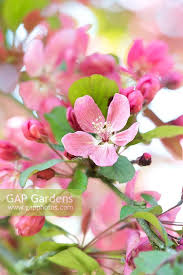 Attēlu rezultāti vaicājumam “Malus purpurea flower”