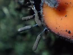 Attēlu rezultāti vaicājumam “Stemonitopsis hyperopta”