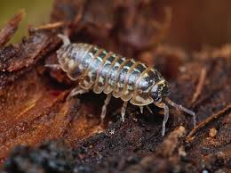 Attēlu rezultāti vaicājumam “Armadillidium pulchellum”