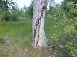 Attēlu rezultāti vaicājumam “Rhamnusium bicolor”