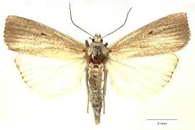 Attēlu rezultāti vaicājumam “Calamotropha paludella”