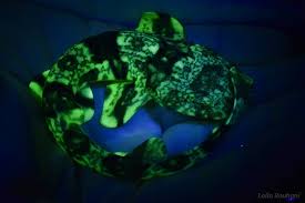 Image result for Haploblepharus pictus