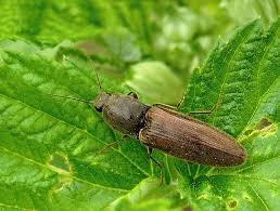 Attēlu rezultāti vaicājumam “Athous sp.”