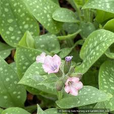 Attēlu rezultāti vaicājumam “Pulmonaria saccharata”