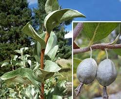 Attēlu rezultāti vaicājumam “Elaeagnus commutata”