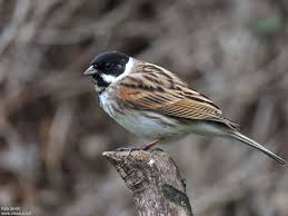Attēlu rezultāti vaicājumam “Emberiza schoeniclus male”