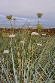 Attēlu rezultāti vaicājumam “Daucus sativus flower”