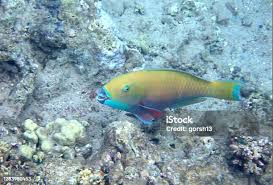 Image result for Chlorurus gibbus