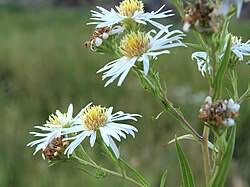 Image result for Aster lanceolatus
