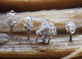 Attēlu rezultāti vaicājumam “Arcyria affinis macro”