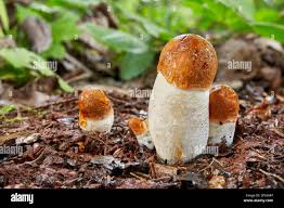 Attēlu rezultāti vaicājumam “Leccinum aurantiacum”