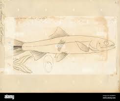 Image result for Elops saurus