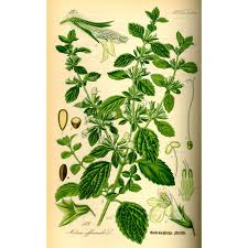 Image result for Melisse