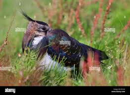 Attēlu rezultāti vaicājumam “Vanellus vanellus adult”