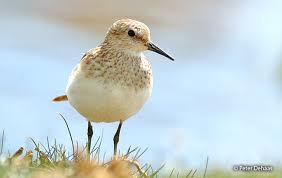 Image result for Calidris bairdii