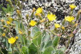 Attēlu rezultāti vaicājumam “Hieracium”