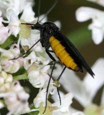 Attēlu rezultāti vaicājumam “Sciaridae”