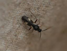 Attēlu rezultāti vaicājumam “Dryophilocoris flavoquadrimaculatus imago”