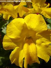 Image result for Mimulus x hybrida