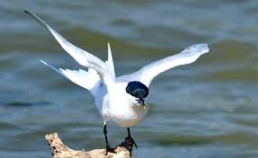 Attēlu rezultāti vaicājumam “Sterna sandvicensis”