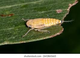 Attēlu rezultāti vaicājumam “Macrosteles sp. nymph”