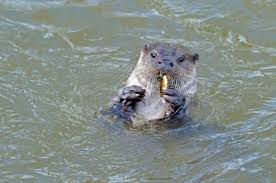 Image result for Worthing Otters