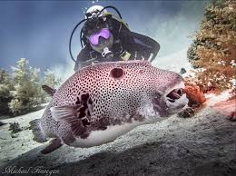 Image result for British Sub-Aqua Teesside 43 Branch