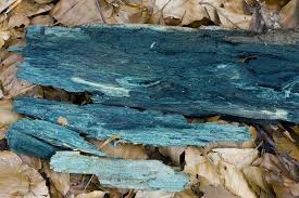 Attēlu rezultāti vaicājumam “Chlorociboria aeruginascens”