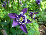 File:<b>Aquilegia</b> vulgaris2.jpg