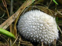 Attēlu rezultāti vaicājumam “Lycoperdon echinatum”