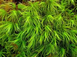 Attēlu rezultāti vaicājumam “Dicranum flagellare”