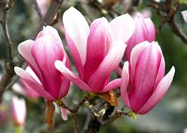 Attēlu rezultāti vaicājumam “Magnolia”