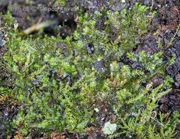 Attēlu rezultāti vaicājumam “Leiocolea heterocolpos”