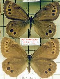 Attēlu rezultāti vaicājumam “Lopinga achine underside”