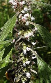 Attēlu rezultāti vaicājumam “Leonurus cardiaca leaf”