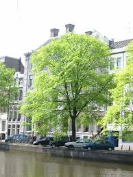 Attēlu rezultāti vaicājumam “Ulmus x hollandica”