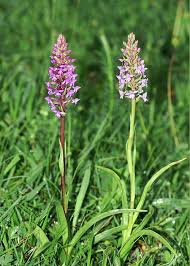 Attēlu rezultāti vaicājumam “Dactylorhiza incarnata flower”