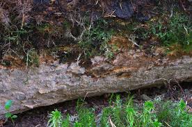 Attēlu rezultāti vaicājumam “Asterodon ferruginosus”