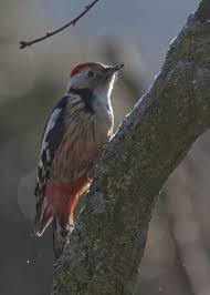 Attēlu rezultāti vaicājumam “Dendrocopos medius”