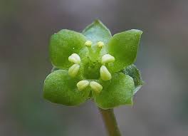 Attēlu rezultāti vaicājumam “Adoxa moschatellina flower”