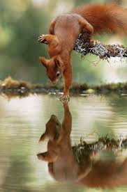 Image result for werehuman фото