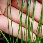 Attēlu rezultāti vaicājumam “Trichophorum cespitosum fruit”