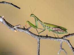 Attēlu rezultāti vaicājumam “Mantis religiosa”
