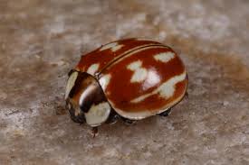 Attēlu rezultāti vaicājumam “Myzia oblongoguttata”